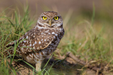 Burrowing owl above her nest, stands only about 12 inches tall.