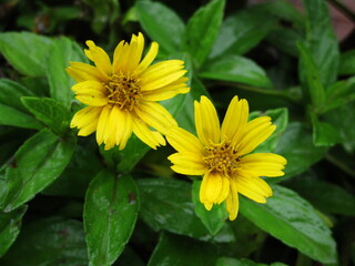 yellow flowers closeup shot in Digital camera
