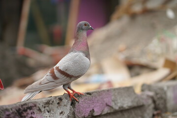 The beautiful pigeon has brown feathers