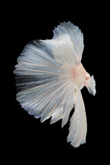 White betta fish moving moment beautiful fancy halfmoon betta, fighting fish, siam betta fish on black background.