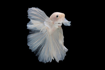 White betta fish moving moment beautiful fancy halfmoon betta, fighting fish, siam betta fish on black background.