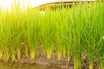 golden paddy rice field in asian countryside. landscape concept