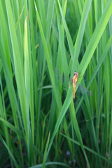 focus on a small dragonfly on green rice plants in a vertical frame
