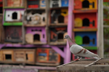 The beautiful pigeon has brown feathers