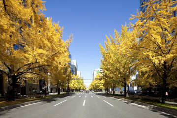 Obraz premium 御堂筋の秋