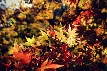 Fototapeta premium The red and yellow leaves of a Japanese Maple (acer) during the autumn