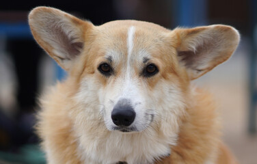 Portrait of a dog Looking at the camera..Welsh corgi