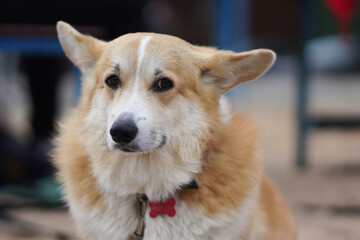 Portrait of a dog Looking with his eyes to the side is funny..Welsh corgi