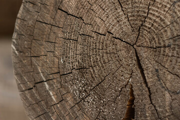 Fototapeta premium Painted log in the section, texture of the tree.