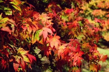 The red and yellow leaves of a Japanese Maple (acer) during the autumn