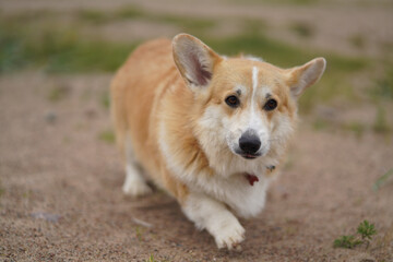 Naklejka na ściany i meble Welsh Corgi dog runs on the sand