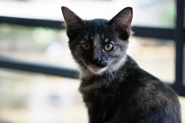 Portrait cat with serious face