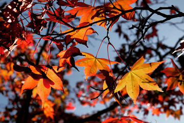 The red and yellow leaves of a Japanese Maple (acer) during the autumn