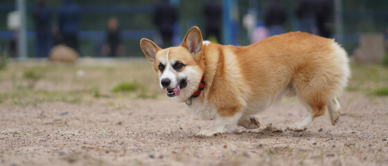 Corgi dog for a walk runs happily