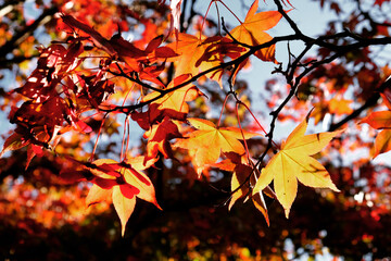 The red and yellow leaves of a Japanese Maple (acer) during the autumn