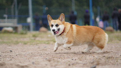 Corgi dog for a walk runs happily