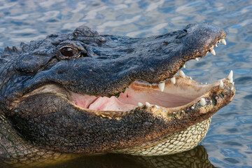 Florida Alligator opens mouth exposing teeth.