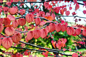 The pink leaves of the Katsura tree during the autumn