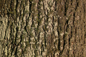 Naklejka premium Moss covered Oak tree bark texture closeup