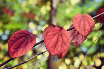 The pink leaves of the Katsura tree during the autumn