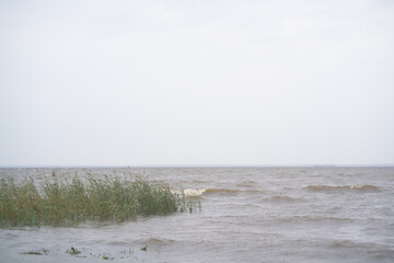 Reeds growing on the lake