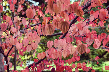 Naklejka na ściany i meble The pink leaves of the Katsura tree during the autumn