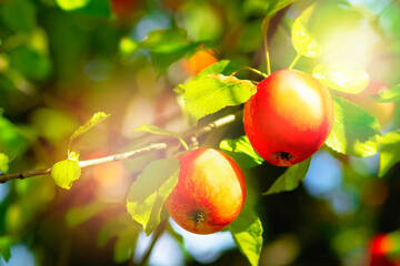 Close-up, ripe apples on the tree. Harvesting, healthy fruits.