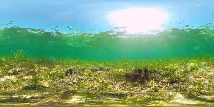 A colony of black sea urchins on the sandy bottom. Sea urchin Echinothrix diadema, commonly called diadema. 360VR Video.