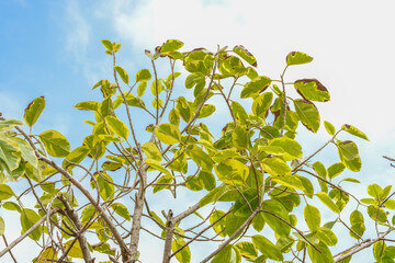 Blue sky and green big tree leaves background