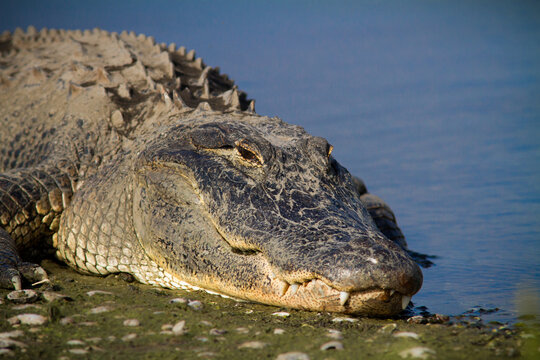 Large bull alligator soaks up Florida sunshine