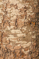 Tree bark texture pattern. wood rind for background.