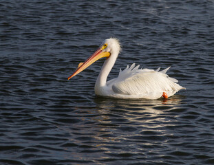 Male white pelican in breeding beak.