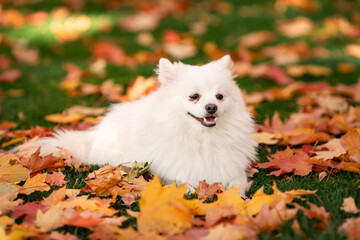 Fototapeta premium Cute white spitz dog in autumn leaves