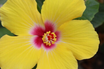 detalle hibisco amarillo y rojo, flor del pacifico