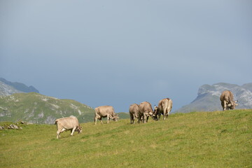 Naklejka na ściany i meble Schweizer Kühe auf der Almweide