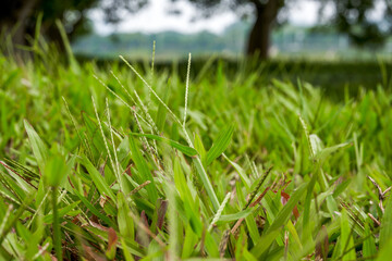 Macro close-up of grass in the park