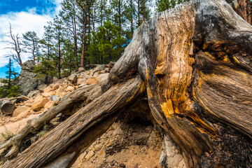 Remains of a Ponderosa Pine Damaged by Lightning, Jemez  Falls Trail, Santa Fe National Forest, New Mexico, USA