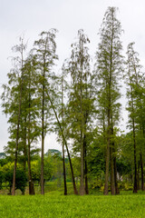 Fototapeta premium Several tall slender trees in the park