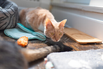 Cat relaxing near a cat tree in the sun