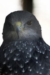 Blaubussard