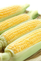 トウモロコシ