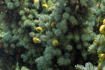 Natural background of blue spruce branches with cones