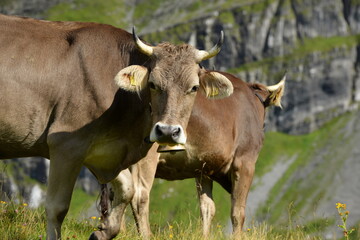 Obraz na płótnie Canvas Schweizer Kühe auf der Almweide