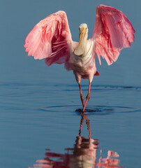 Roseatte spoonbill lands with wings spread. © Jo