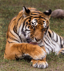 Fototapeta na wymiar Royal Bengal tiger cleaning fur.