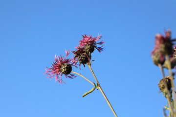 Flowers of cornflower meadow. (Centaurea jacea)