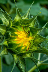Close-up of a sunflower bud that is about to bloom