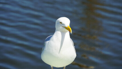 Fischland Darß Zingst 