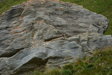 Murmeltiere auf und in Felsen in Bergen Alpen Munggen Mankei Echter Erdh&ouml;rnchen