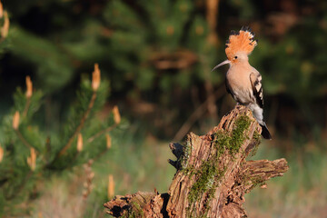 Eurasian hoopoe. Bird in spring. Upupa epops